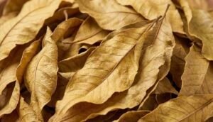 Feuilles de Djeka